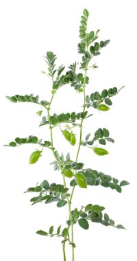 Yeşil nohut dalı beyaz arka planda izole edilmiş. Kabukta nohut ve çiçekler