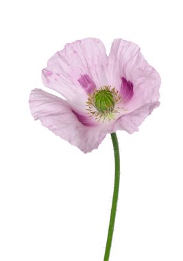 Gelincik çiçeği beyaz arka planda izole edilmiş. Tek pembe afyon haşhaşı. Papaver somniferum. Kesme yolu