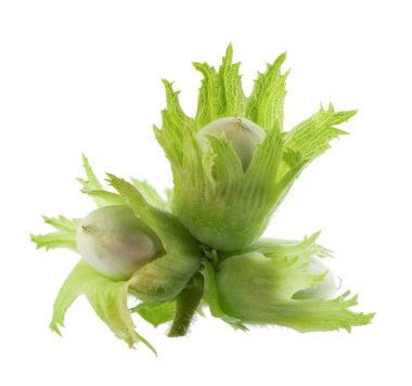 Beyaz arka planda yeşil fındıklı. Sıradan fındıklı taze yeşil olgunlaşmamış meyveler. Corylus avellana