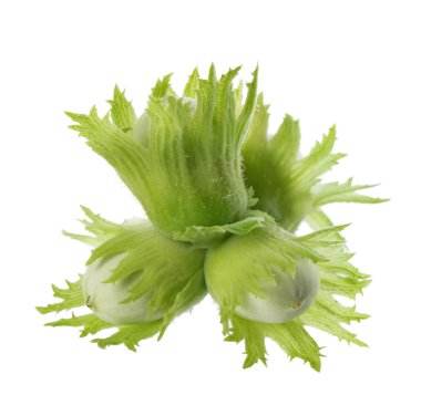 Beyaz arka planda yeşil fındıklı. Sıradan fındıklı taze yeşil olgunlaşmamış meyveler. Corylus avellana