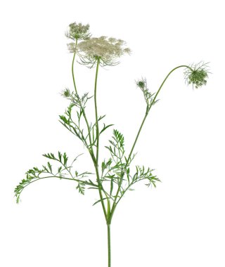 Yabani havuç ya da Daucus carota, beyaz arka planda izole edilmiş çiçekler. Şifalı bitkiler.