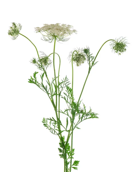 Divoká Mrkev Nebo Daucus Karota Květiny Izolované Bílém Pozadí Léčivá — Stock fotografie