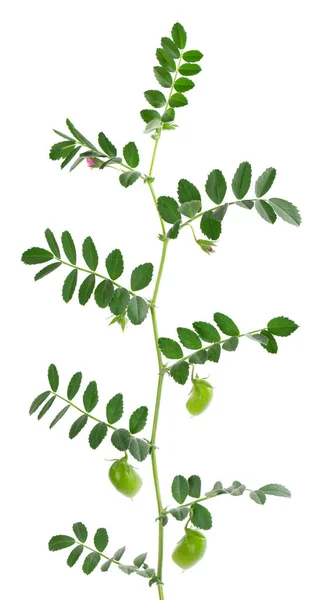 Green Chickpeas Branch Isolated White Background Chickpea Pod Flowers — ストック写真