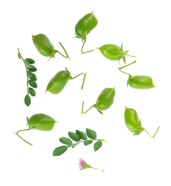 绿色的鹰嘴豆 绿色的叶子和花朵 被白色的背景隔离 Cicer Arietinum 收割路径 顶部视图 — 图库照片