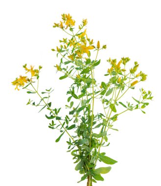 Hypericum perforatum bush with yellow flowers, isolated on white background. St. John's wort. Herbal medicine. Clipping path