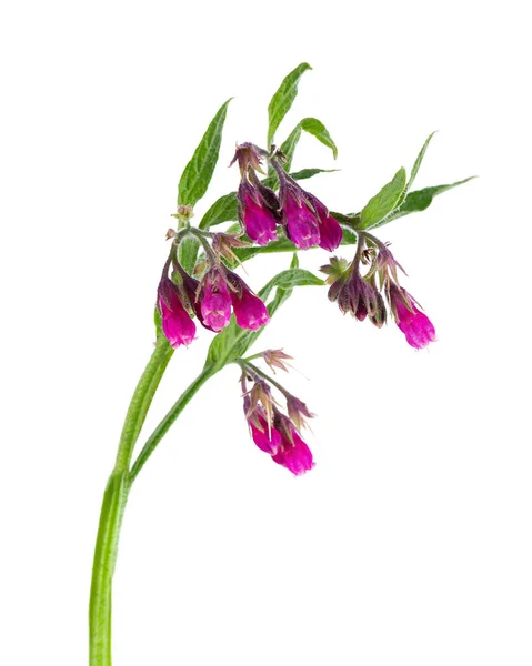 Comfrey Bush Flowers Isolated White Background Symphytum Officinale Plant Herbal — Stock Photo, Image