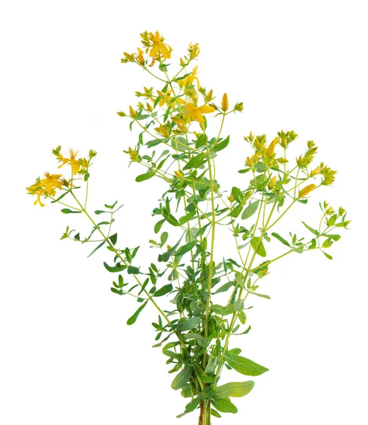 Hypericum Perforatum Bush Yellow Flowers Isolated White Background John Wort — ストック写真