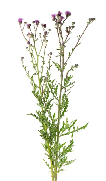 Cirzium Arvense Bokor Virágokkal Elszigetelt Fehér Háttérrel Gyógynövény Vágási Útvonal — Stock Fotó