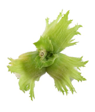 Beyaz arka planda yeşil fındıklı. Sıradan fındıklı taze yeşil olgunlaşmamış meyveler. Corylus avellana