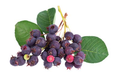 Beyaz arka planda yalıtılmış Saskatoon meyveleri. Amelanchier, shadbush, juneberry, irga veya böğürtlen