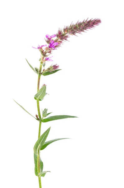 Purple Loosestrife Twig Flowers Isolated White Background Lythrum Salicaria Herbal — Stockfoto