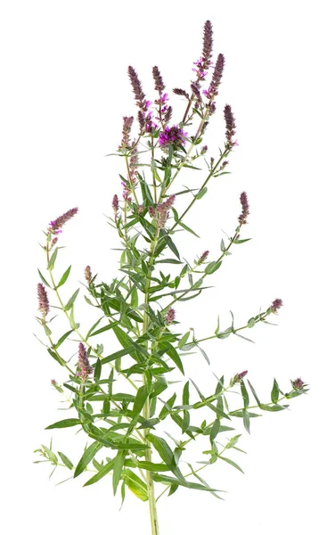 Purple Loosestrife Bush Flowers Isolated White Background Lythrum Salicaria Herbal — Stockfoto