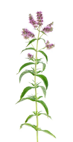 Ezüst Lómenta Virágokkal Fehér Háttérrel Mentha Longifolia Gyógynövény Vágási Útvonal — Stock Fotó