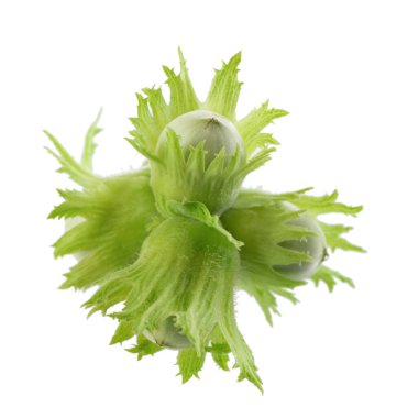 Beyaz arka planda yeşil fındıklı. Sıradan fındıklı taze yeşil olgunlaşmamış meyveler. Corylus avellana