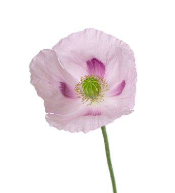 Gelincik çiçeği beyaz arka planda izole edilmiş. Tek pembe afyon haşhaşı. Papaver somniferum. Kesme yolu