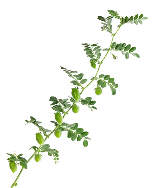 Green Chickpeas Branch Isolated White Background Chickpea Pod Flowers — Fotografia de Stock