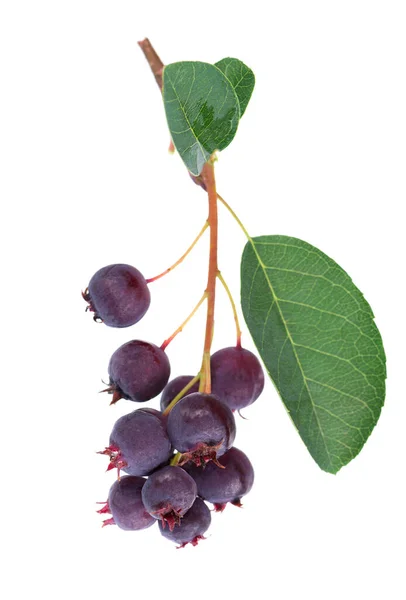 Saskatoon Berries Isolated White Background Amelanchier Shadbush Juneberry Irga Sugarplum — Fotografia de Stock