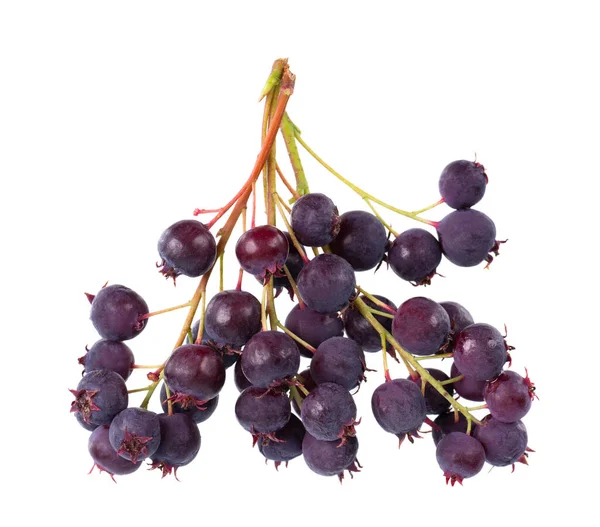 Saskatoon Berries Isolated White Background Amelanchier Shadbush Juneberry Irga Sugarplum — ストック写真