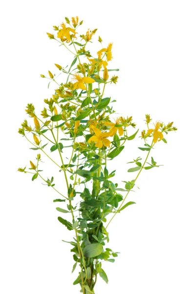 Hypericum Perforatum Bush Yellow Flowers Isolated White Background John Wort — ストック写真