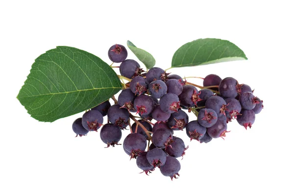 Saskatoon Berries Isolated White Background Amelanchier Shadbush Juneberry Irga Sugarplum — Stock fotografie