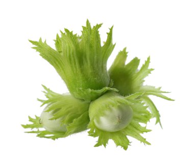 Beyaz arka planda yeşil fındıklı. Sıradan fındıklı taze yeşil olgunlaşmamış meyveler. Corylus avellana