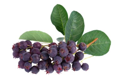 Beyaz arka planda yalıtılmış Saskatoon meyveleri. Amelanchier, shadbush, juneberry, irga veya böğürtlen