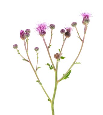 Beyaz arka planda izole edilmiş, çiçekli sirum arvense çalısı. Bitkisel ilaçlar. Kesme yolu