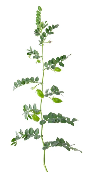 白い背景に孤立した緑のヒヨコマメの枝 ポッドと花の中のひよこ豆 — ストック写真