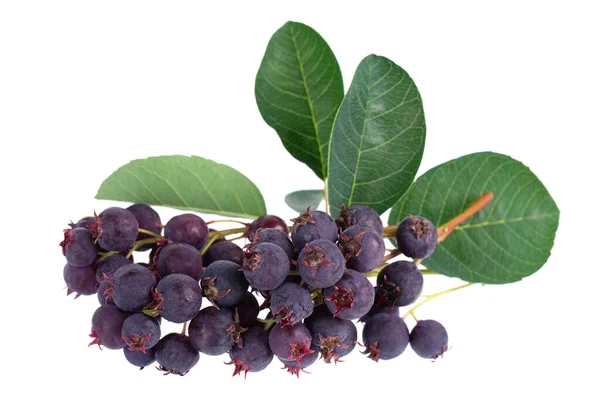 Saskatoon Beeren Isoliert Auf Weißem Hintergrund Amelanchier Shadbusch Junibeere Irga — Stockfoto