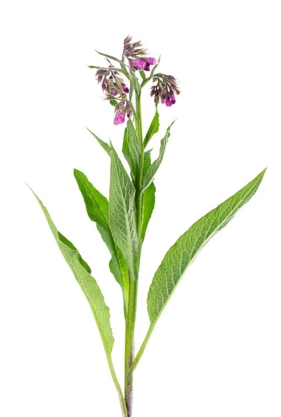 Comfrey Bush Flowers Isolated White Background Symphytum Officinale Plant Herbal — Stockfoto