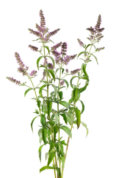 Silver Horse Mint Flowers Isolated White Background Mentha Longifolia Herbal — Stockfoto