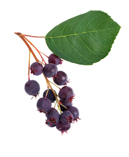 Saskatoon Berries Isolated White Background Amelanchier Shadbush Juneberry Irga Sugarplum — ストック写真