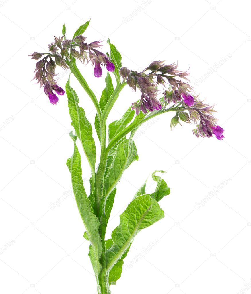 Comfrey bush with flowers, isolated on white background. Symphytum officinale plant. Herbal medicine. Clipping path