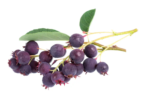 Saskatoon Berries Isolated White Background Amelanchier Shadbush Juneberry Irga Sugarplum — Foto de Stock