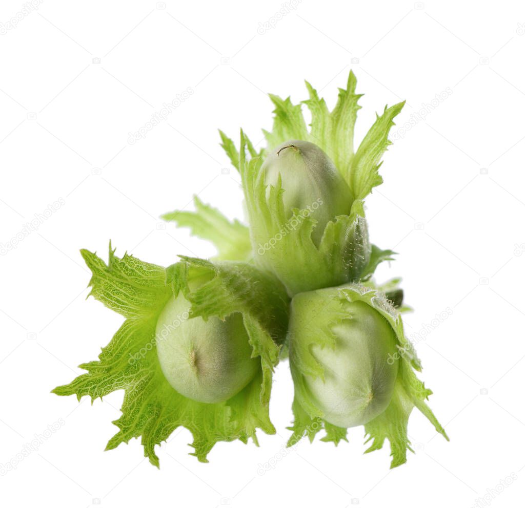 Green hazelnut nuts isolated on white background. Fresh green unripe fruits of common hazel. Corylus avellana
