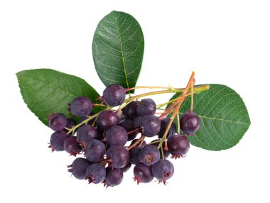 Saskatoon berries isolated on white background. Amelanchier, shadbush, juneberry, irga or sugarplum ripe berries clipart