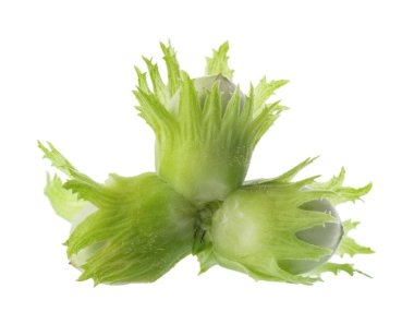 Beyaz arka planda yeşil fındıklı. Sıradan fındıklı taze yeşil olgunlaşmamış meyveler. Corylus avellana