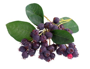 Beyaz arka planda yalıtılmış Saskatoon meyveleri. Amelanchier, shadbush, juneberry, irga veya böğürtlen