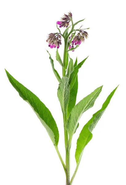 Comfrey Bokor Virágokkal Elszigetelt Fehér Háttérrel Symphytum Officinale Növény Gyógynövény — Stock Fotó