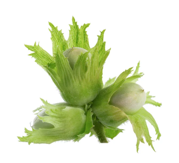 Green Hazelnut Nuts Isolated White Background Fresh Green Unripe Fruits — ストック写真