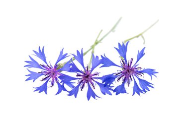 Beyaz arka planda izole edilmiş mor knapweed çiçekleri. Mavi kır çiçeği bitkisi ya da bekarlığa veda çiçeği