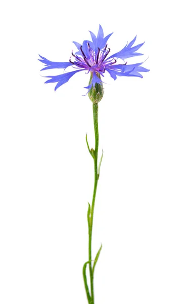 Purple Knapweed Flowers Isolated White Background Blue Wild Cornflower Herb — Foto de Stock