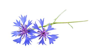 Beyaz arka planda izole edilmiş mor knapweed çiçekleri. Mavi kır çiçeği bitkisi ya da bekarlığa veda çiçeği