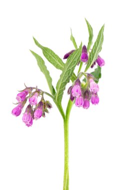 Çiçekli papatya çalısı, beyaz arka planda izole edilmiş. Symphytum officinale bitkisi. Bitkisel ilaçlar. Kesme yolu