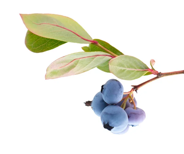 Blueberry Branch Isolated White Background Bilberry Whortleberry Green Leaves Clipping — Zdjęcie stockowe