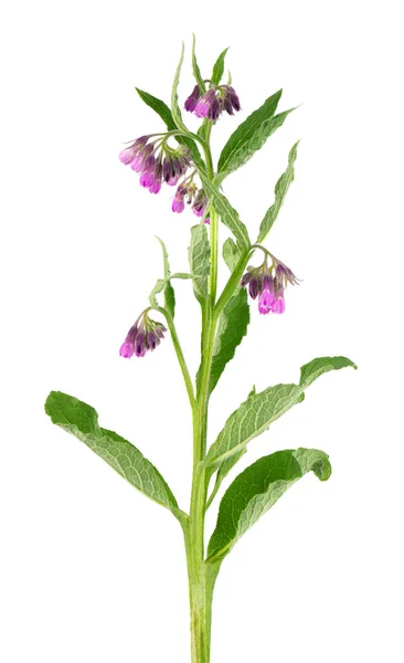 Comfrey Θάμνος Λουλούδια Απομονώνονται Λευκό Φόντο Φυτό Symphytum Officinale Φυτικό — Φωτογραφία Αρχείου