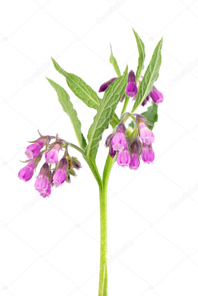 Comfrey bush with flowers, isolated on white background. Symphytum officinale plant. Herbal medicine. Clipping path
