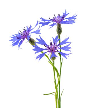 Beyaz arka planda izole edilmiş mor knapweed çiçekleri. Mavi kır çiçeği bitkisi ya da bekarlığa veda çiçeği