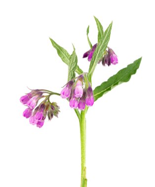 Çiçekli papatya çalısı, beyaz arka planda izole edilmiş. Symphytum officinale bitkisi. Bitkisel ilaçlar. Kesme yolu