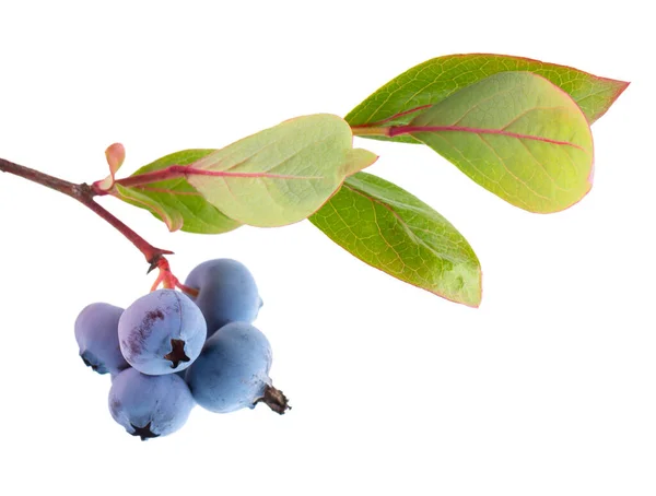 Blueberry Branch Isolated White Background Bilberry Whortleberry Green Leaves Clipping — ストック写真